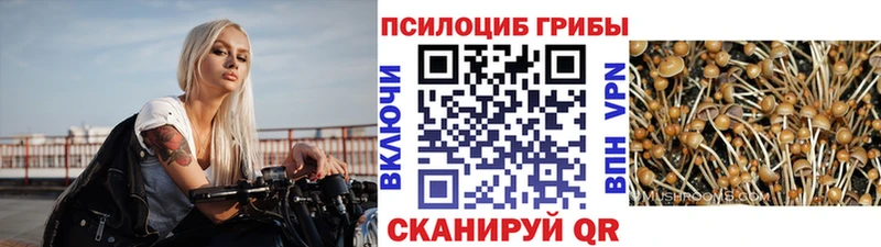 Купить  Белинский  Псилоцибиновые грибы мицелий 